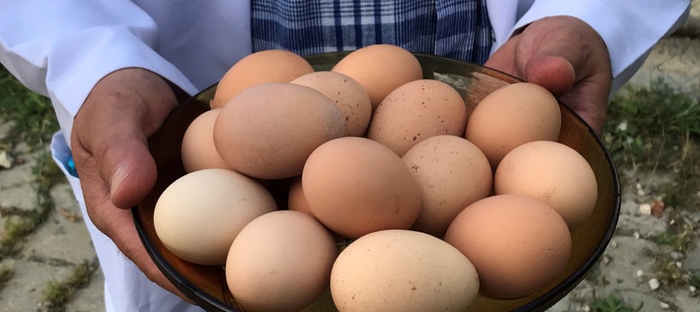Büyükşehir'den % 50 Hibeli Yumurta Tavuğu Desteği