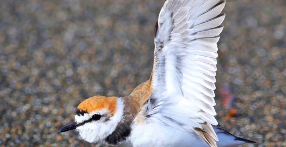 Afrika'dan Türkiye'ye Göç Eden Kuşlar Hastalık Getiriyor
